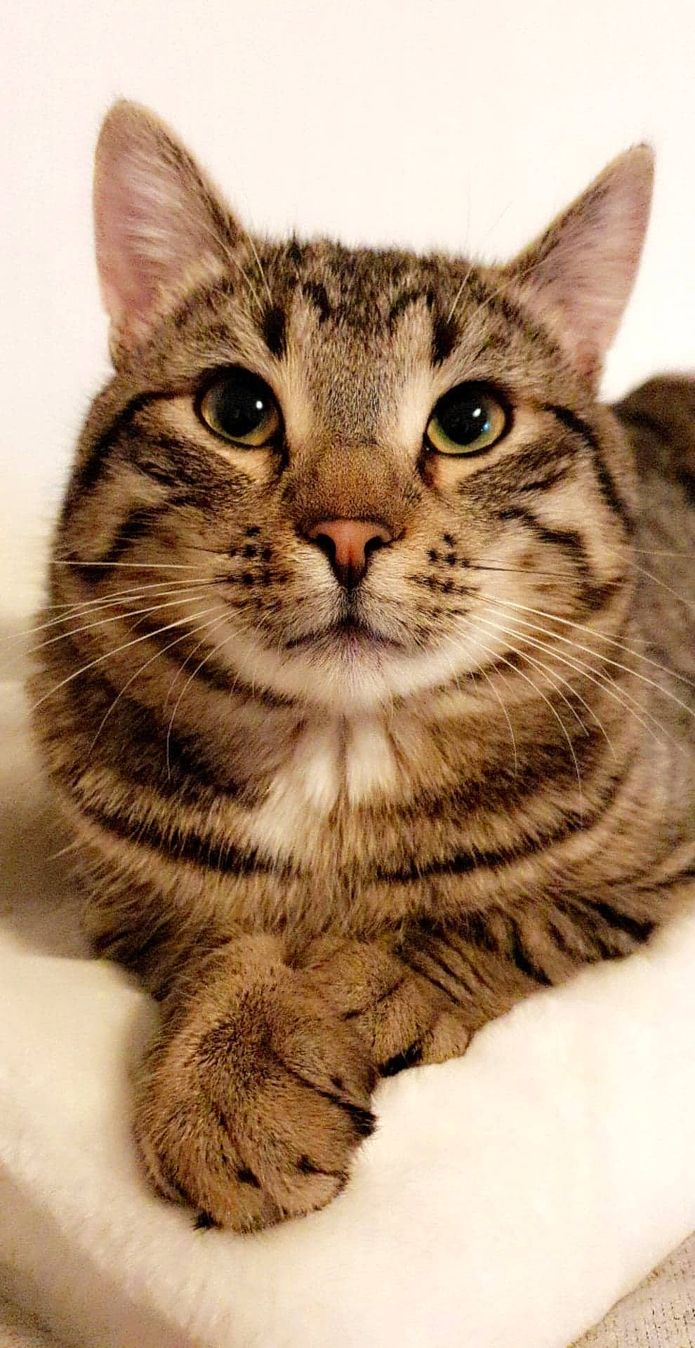 Oddy participe au concours pour gagner de l'argent avec cette photo : aegean_cat, american_bobtail, american_shorthair, american_wirehair, asian, carnivore, cat, domestic_short_haired_cat, dragon_li, egyptian_mau, european_shorthair, felidae, kitten, mammal, pixie_bob, small_to_medium_sized_cats, snout, tabby_cat, vertebrate, whiskers