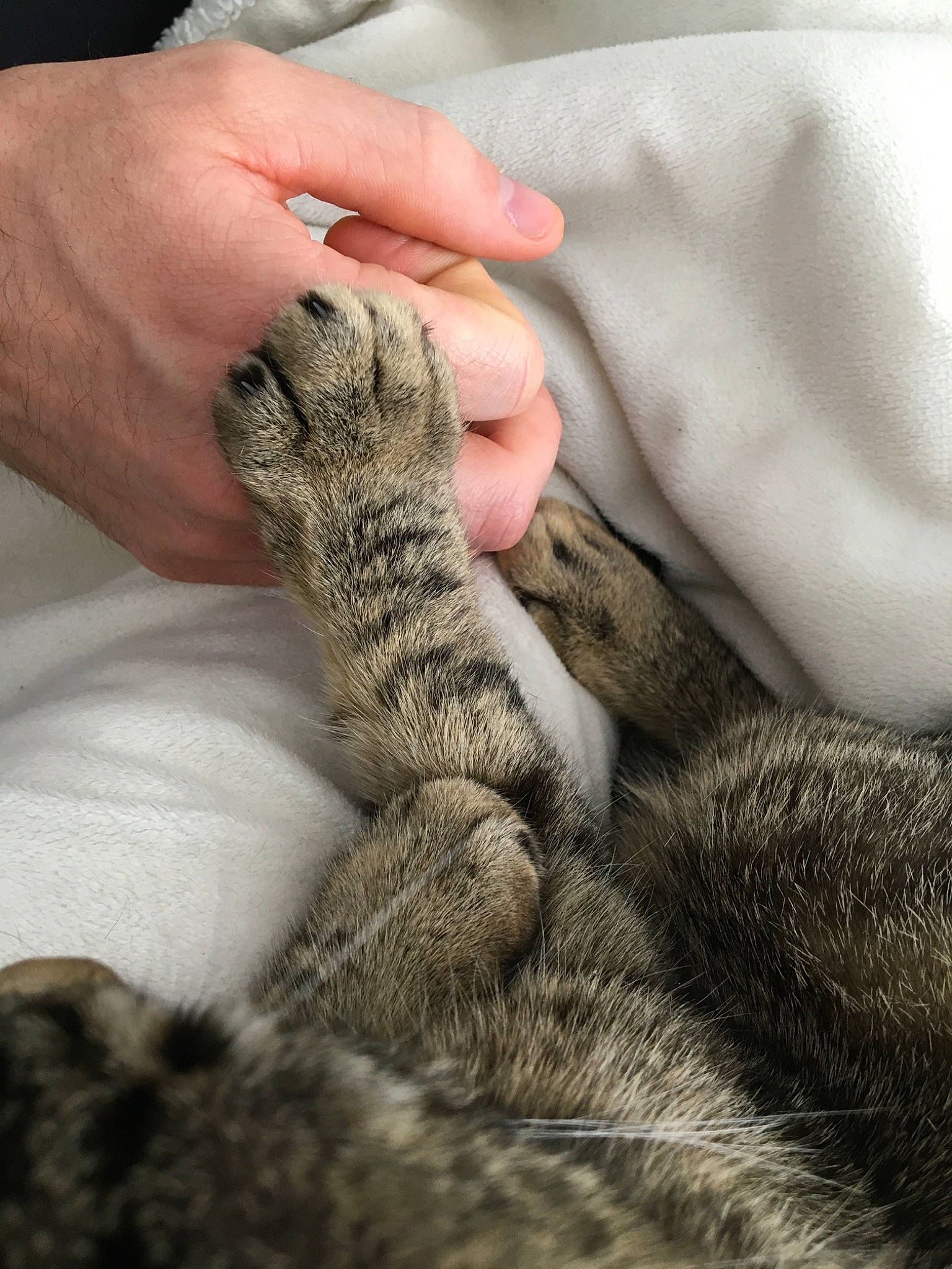 Oddy participe au concours pour gagner de l'argent avec cette photo : carnivore, cat, claw, domestic_short_haired_cat, dragon_li, ear, egyptian_mau, european_shorthair, felidae, finger, fur, hand, nail, paw, polydactyl_cat, small_to_medium_sized_cats, snout, tabby_cat, tail, whiskers