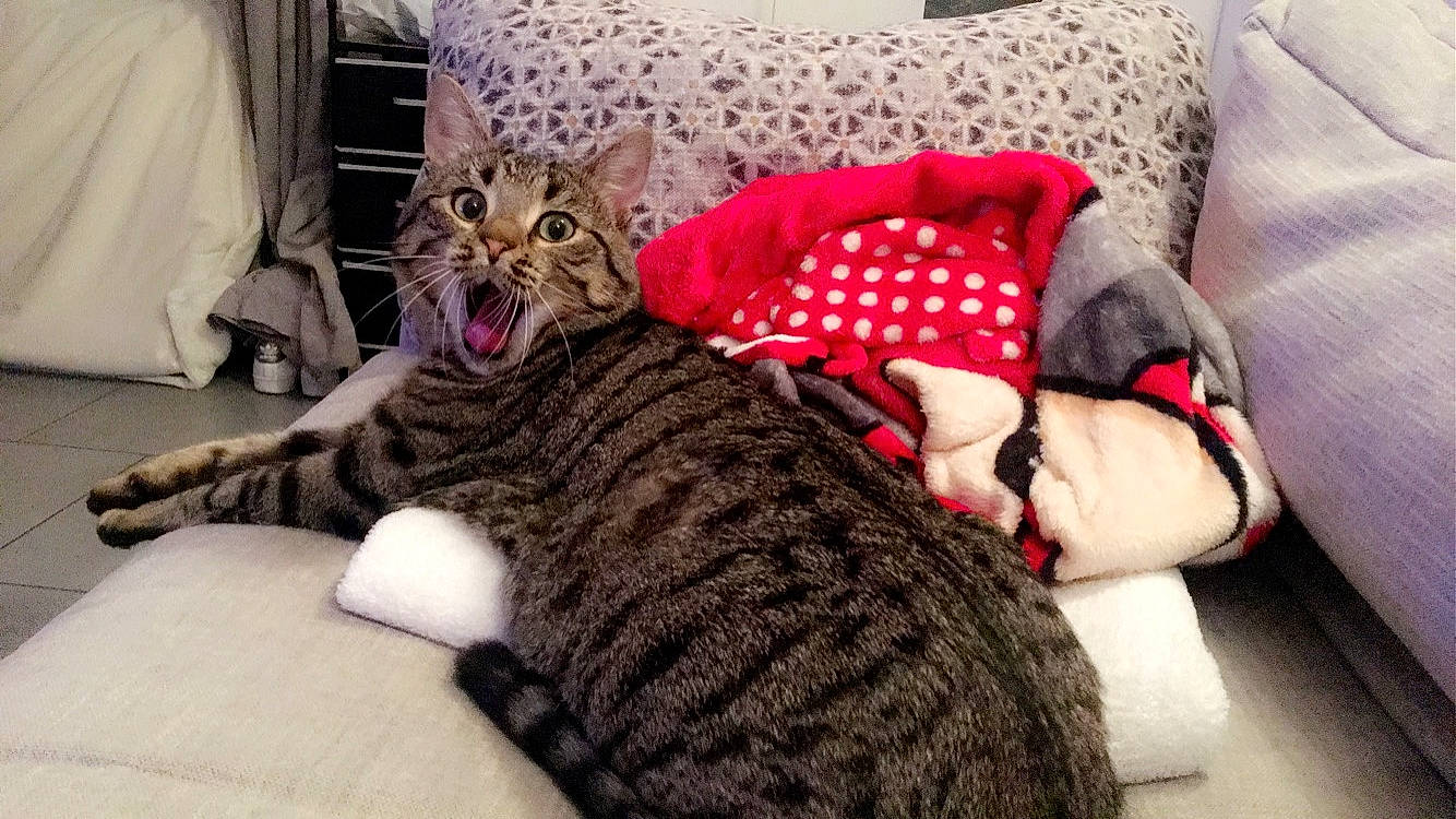 Oddy a rejoint le concours — aidez-le/la à gagner de superbes lots ! american_shorthair, asian, california_spangled, carnivore, cat, comfort, domestic_short_haired_cat, dragon_li, european_shorthair, facial_expression, felidae, fur, kitten, mammal, pixie_bob, small_to_medium_sized_cats, tabby_cat, whiskers