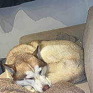 Balou participe au concours pour gagner de l'argent avec cette photo : dog, husky, sleeping, couch, blanket, indoor, pet, fur, cozy, resting, animal, canine, curled_up, relaxed, home, soft, comfort, quiet, peaceful, nap