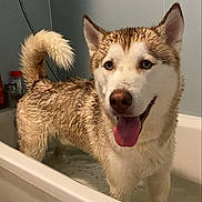 Balou a rejoint le concours — aidez-le/la à gagner de superbes lots ! animal, bathroom, bathtub, blue_eyes, brown, canine, dog, ears, fur, happy, home, indoor, pet, shower, siberian_husky, tail, tongue_out, water, wet, white