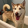 dog, siberian_husky, bathtub, wet, tongue_out, bathroom, pet, animal, canine, fur, ears, tail, water, happy, indoor, home, shower, white, brown, blue_eyes