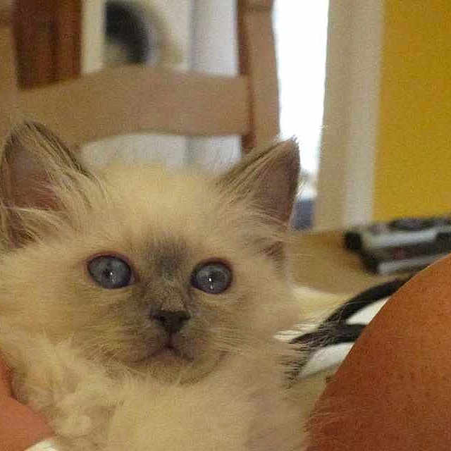 Mia