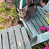 Star Baby is registered to the contest to win money with this photo: attentive, cat, closeup, collar_bell, dirt, garden, grass, green_eyes, leaves, loaf_pose, outdoor, pet, pink_flowers, plastic_chair, porch_furniture, resting, seating, sunlight, tabby_cat, whiskers