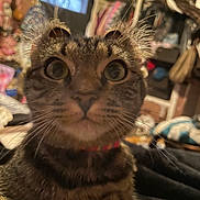 Star Baby is registered to the contest to win money with this photo: cat, tabby_cat, close_up, whiskers, wide_eyed, ears, fur, collar, indoor, bedroom, cluttered_background, blanket, pet, portrait, curious, playful, low_light, shallow_depth_of_field, paws, feline