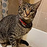 bathroom, bathtub, cat, closeup, collar, curious, domestic_cat, feline, green_eyes, indoor, paws, pet, portrait, shower_curtain, sitting, stripes, tabby_cat, tile, tub, whiskers