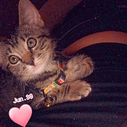 Star Baby joined the competition — help win amazing prizes! bell, blanket, cat, closeup, collar, cute, dark_background, date_sticker, eyes, indoor, kitten, low_light, paw, pillow, pink_heart_sticker, portrait, relaxed, striped_fur, tabby, whiskers