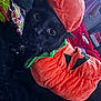 Tommy joined the competition — help win amazing prizes! cat, black_cat, pet, halloween, pumpkin_costume, costume, orange, eyes, whiskers, collar, bell, close_up, portrait, fabric, plush, blanket, indoor, candy, snack_bag, bed