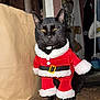 Tommy is registered to the contest to win money with this photo: black_cat, cat, pet, santa_costume, holiday_costume, indoor, wooden_floor, paper_bag, pet_bowl, collar, whiskers, yellow_eyes, paws, fur, portrait, festive, costume_buckle, household_item, doorway, curtain