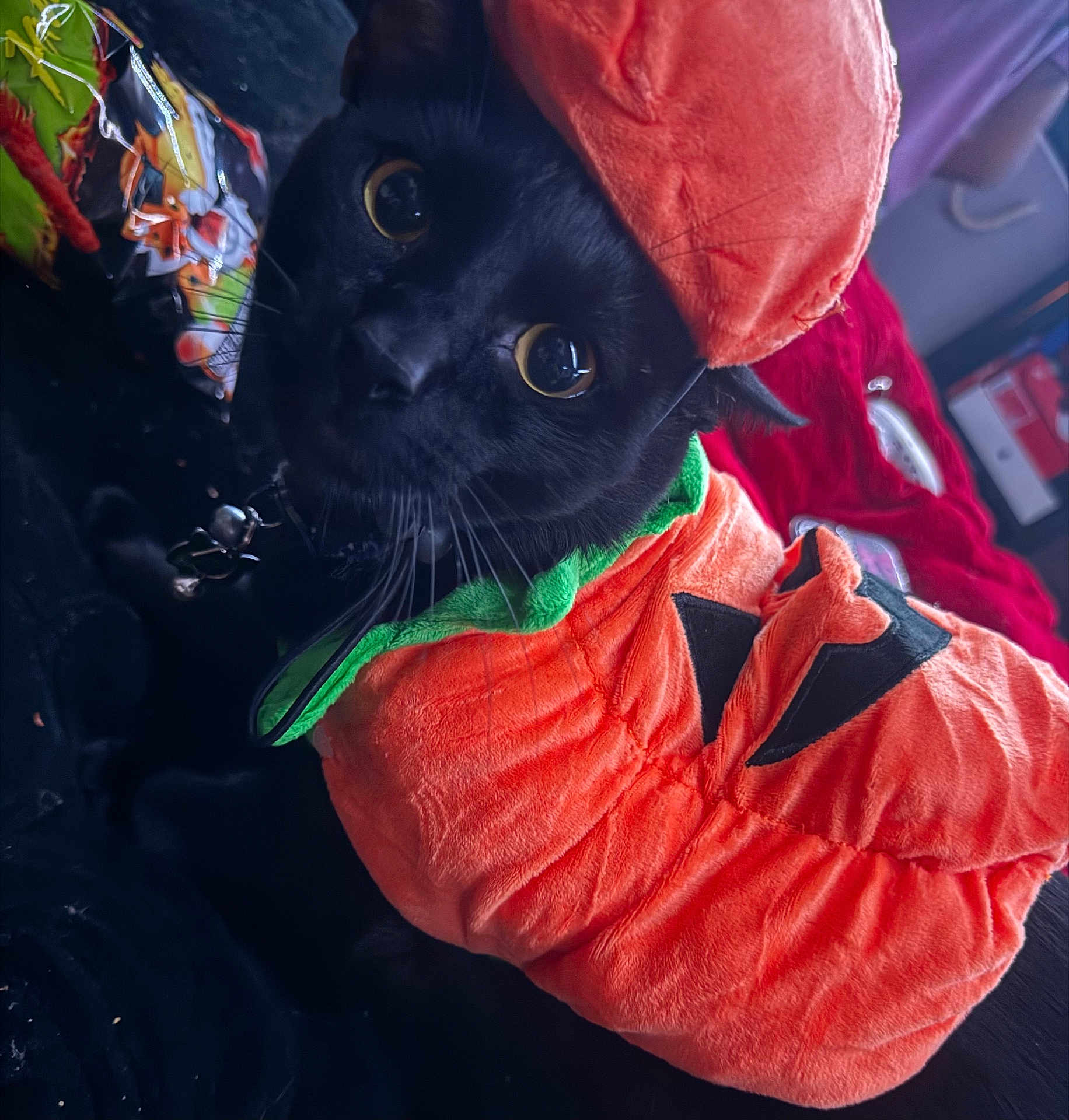 Tommy is registered to the contest to win money with this photo: cat, black_cat, pet, halloween, pumpkin_costume, costume, orange, eyes, whiskers, collar, bell, close_up, portrait, fabric, plush, blanket, indoor, candy, snack_bag, bed