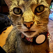 Lily joined the competition — help win amazing prizes! cat, tabby, close_up, portrait, whiskers, collar, tag, eyes, nose, fur, pet, indoor, curious, face, macro, furry, attentive, background_blur, bedroom, animal