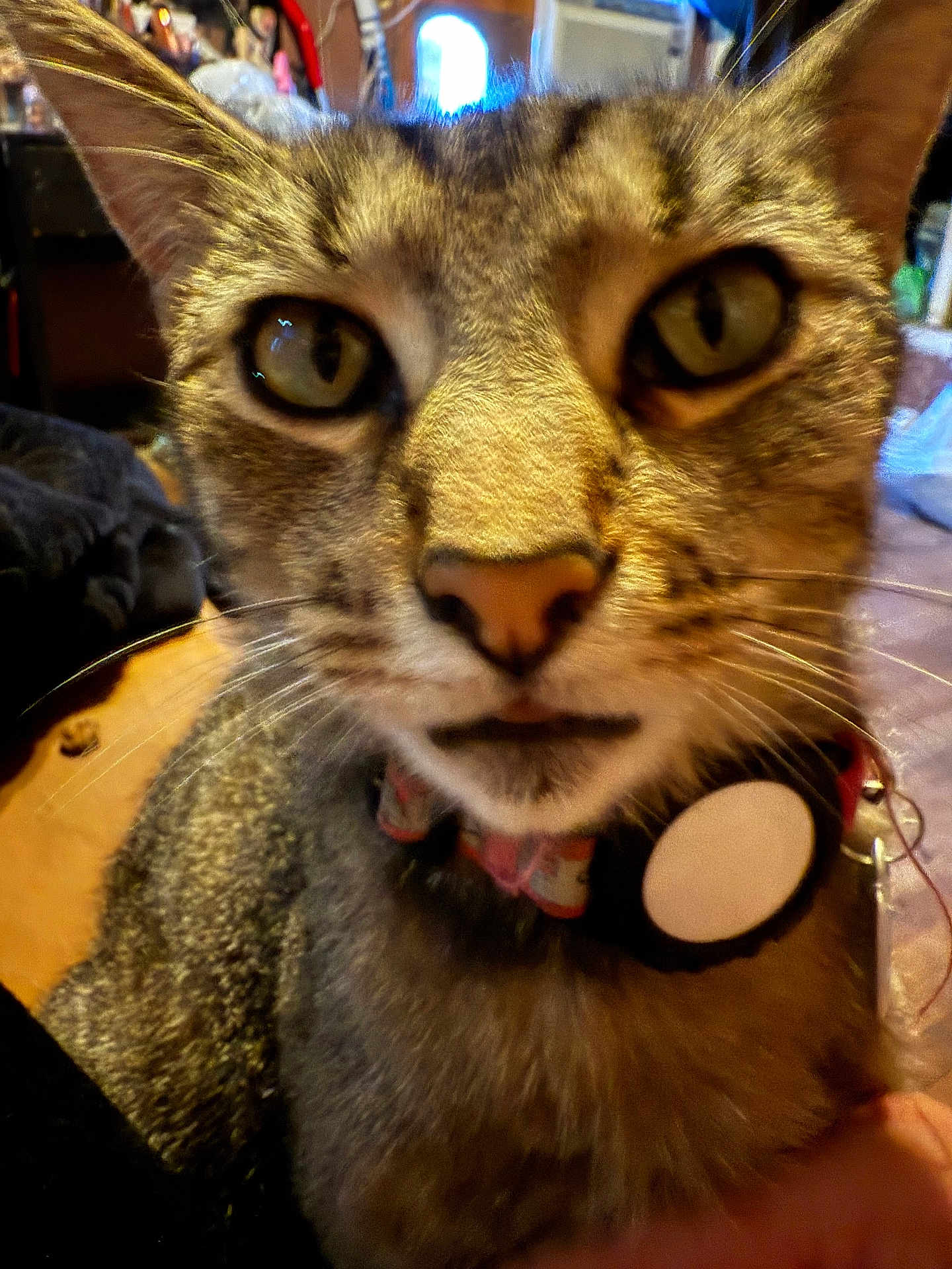 Lily joined the competition — help win amazing prizes! cat, tabby, close_up, portrait, whiskers, collar, tag, eyes, nose, fur, pet, indoor, curious, face, macro, furry, attentive, background_blur, bedroom, animal