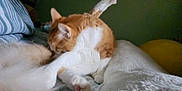 Litten joined the competition — help win amazing prizes! animal, bed, blanket, cat, cozy, feline, fur, grooming, indoor, orange_cat, paw, pet, pillow, resting, sleeping_area, soft, stretching, tail, whiskers, white_cat