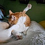 animal, bed, blanket, cat, cozy, feline, fur, grooming, indoor, orange_cat, paw, pet, pillow, resting, sleeping_area, soft, stretching, tail, whiskers, white_cat