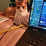 Litten is registered to the contest to win money with this photo: basket, bed, cat, charging_cable, computer_screen, cozy, curious, electronics, feline, indoor, keyboard, laptop, orange_cat, pet, relaxing, room, stuffed_animals, table, technology, toy