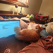 Litten joined the competition — help win amazing prizes! bed, blanket, cat, coins, cozy, desk, document, indoor, jar, lamp, laptop, orange_cat, paper, plush_toy, radio, room, soft_lighting, study, white_cat, window