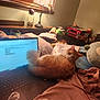 bed, blanket, cat, coins, cozy, desk, document, indoor, jar, lamp, laptop, orange_cat, paper, plush_toy, radio, room, soft_lighting, study, white_cat, window
