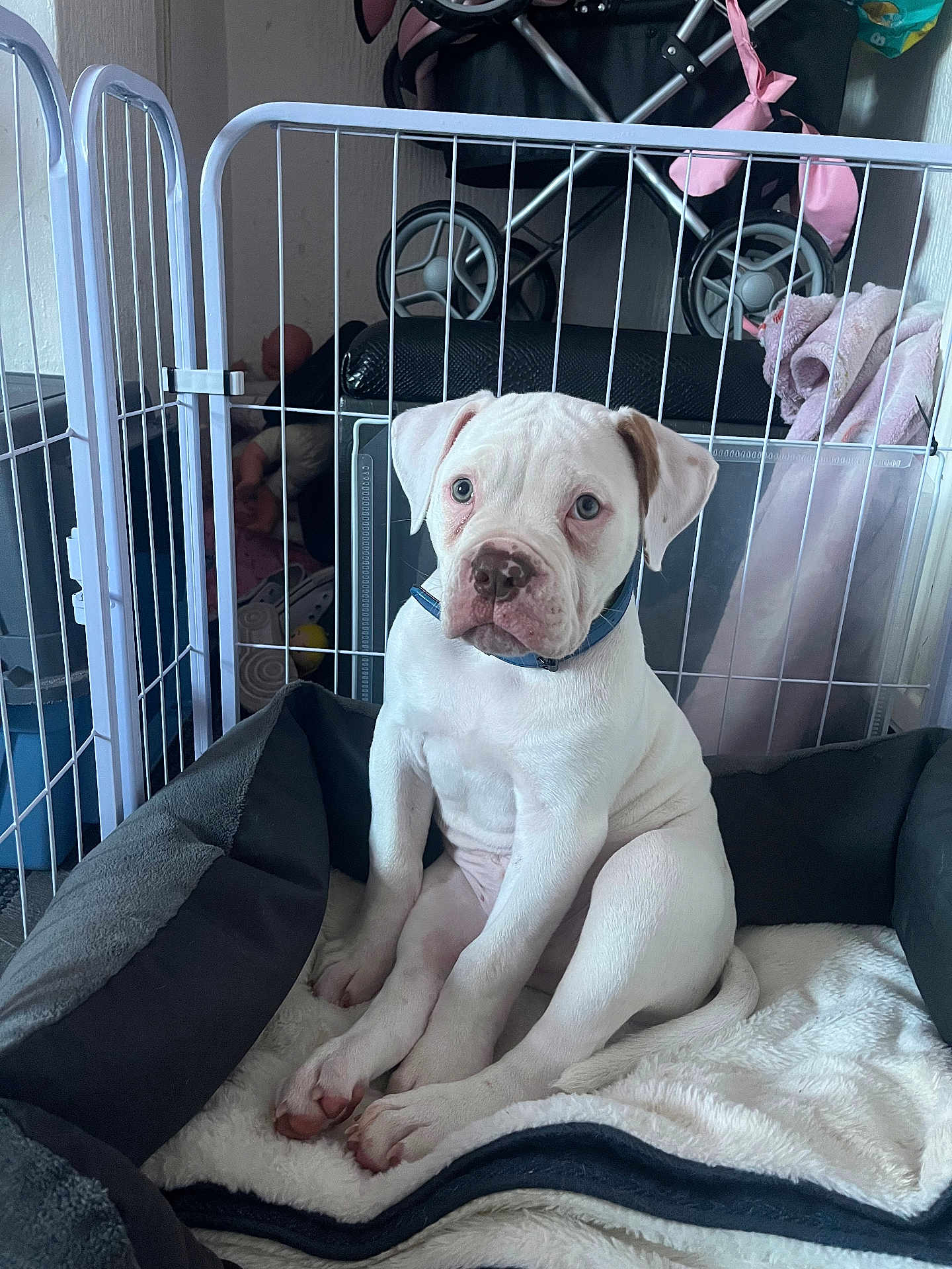 Big King is registered to the contest to win money with this photo: puppy, dog, white_dog, pet, dog_bed, playpen, collar, indoor, blanket, stroller, floor, toy, pet_bed, young_dog, cute, animal, sitting, domestic_animal, furniture, resting