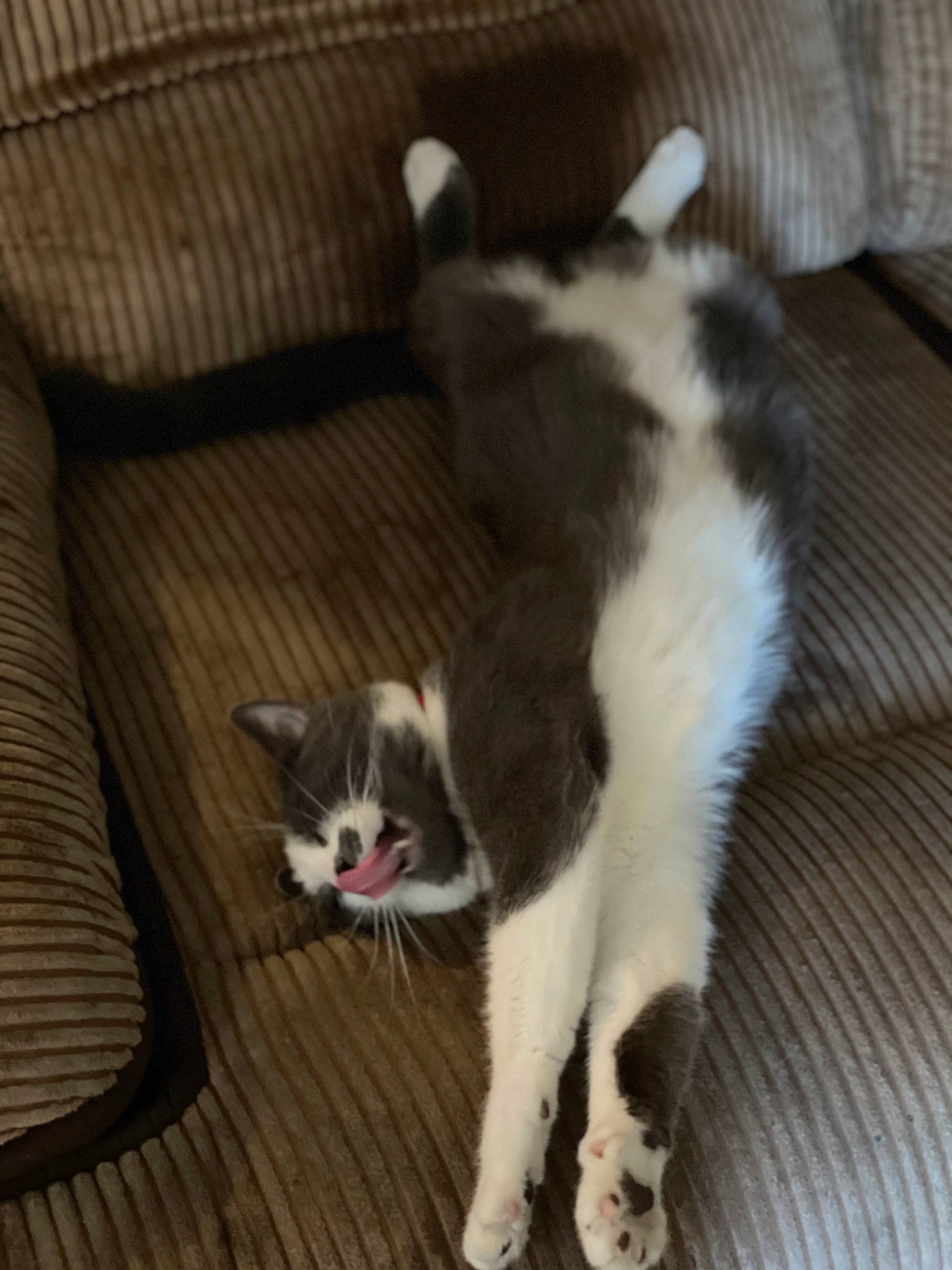 Chowder is registered to the contest to win money with this photo: carnivore, cat, claw, comfort, couch, dog_breed, domestic_short_haired_cat, felidae, floor, flooring, foot, fur, hardwood, lap, paw, small_to_medium_sized_cats, snout, tail, whiskers, wood