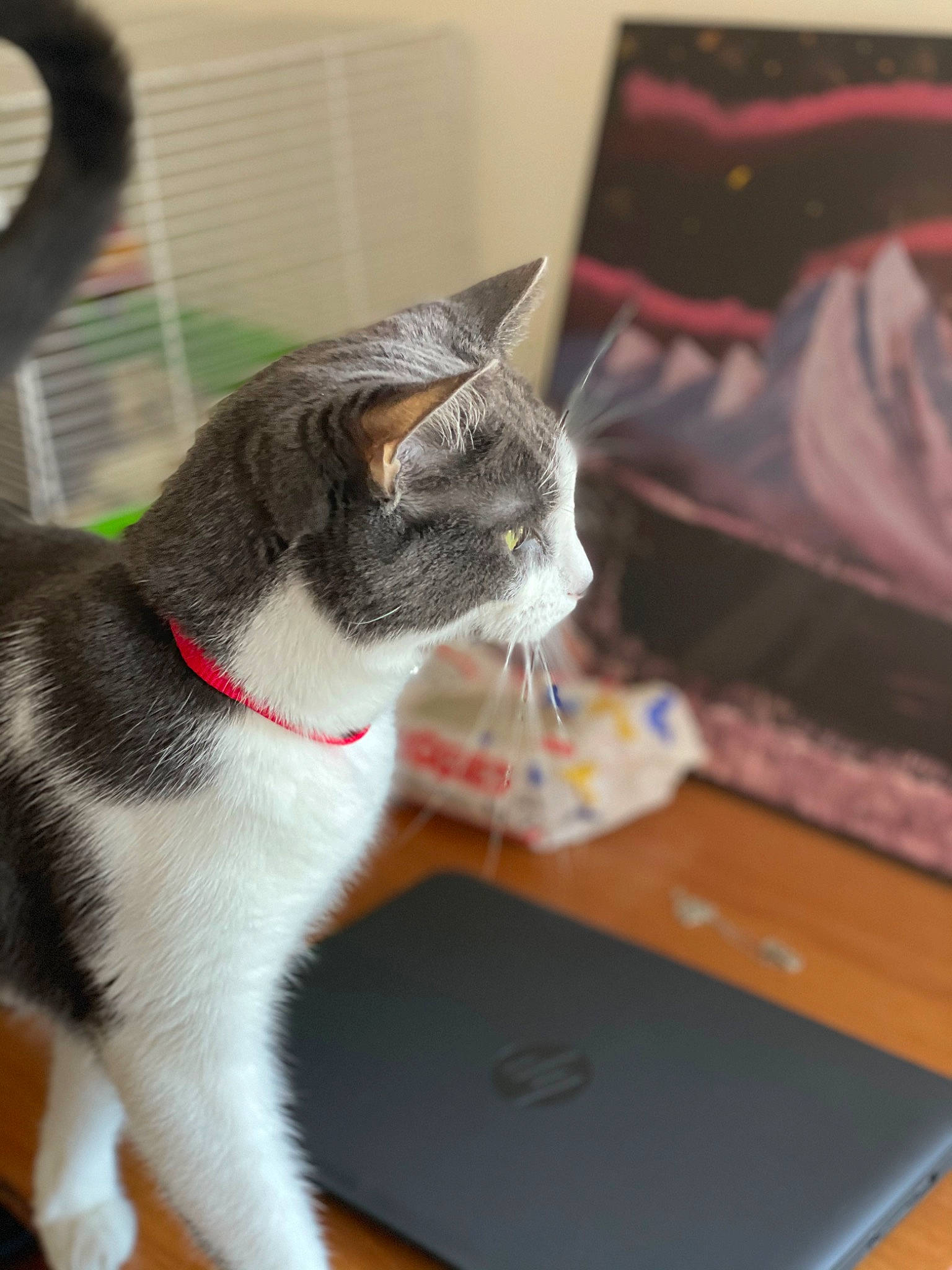 Chowder joined the competition — help win amazing prizes! box, carnivore, cat, collar, comfort, domestic_short_haired_cat, felidae, fur, grey, laptop, paw, peripheral, sitting, small_to_medium_sized_cats, snout, tail, whiskers