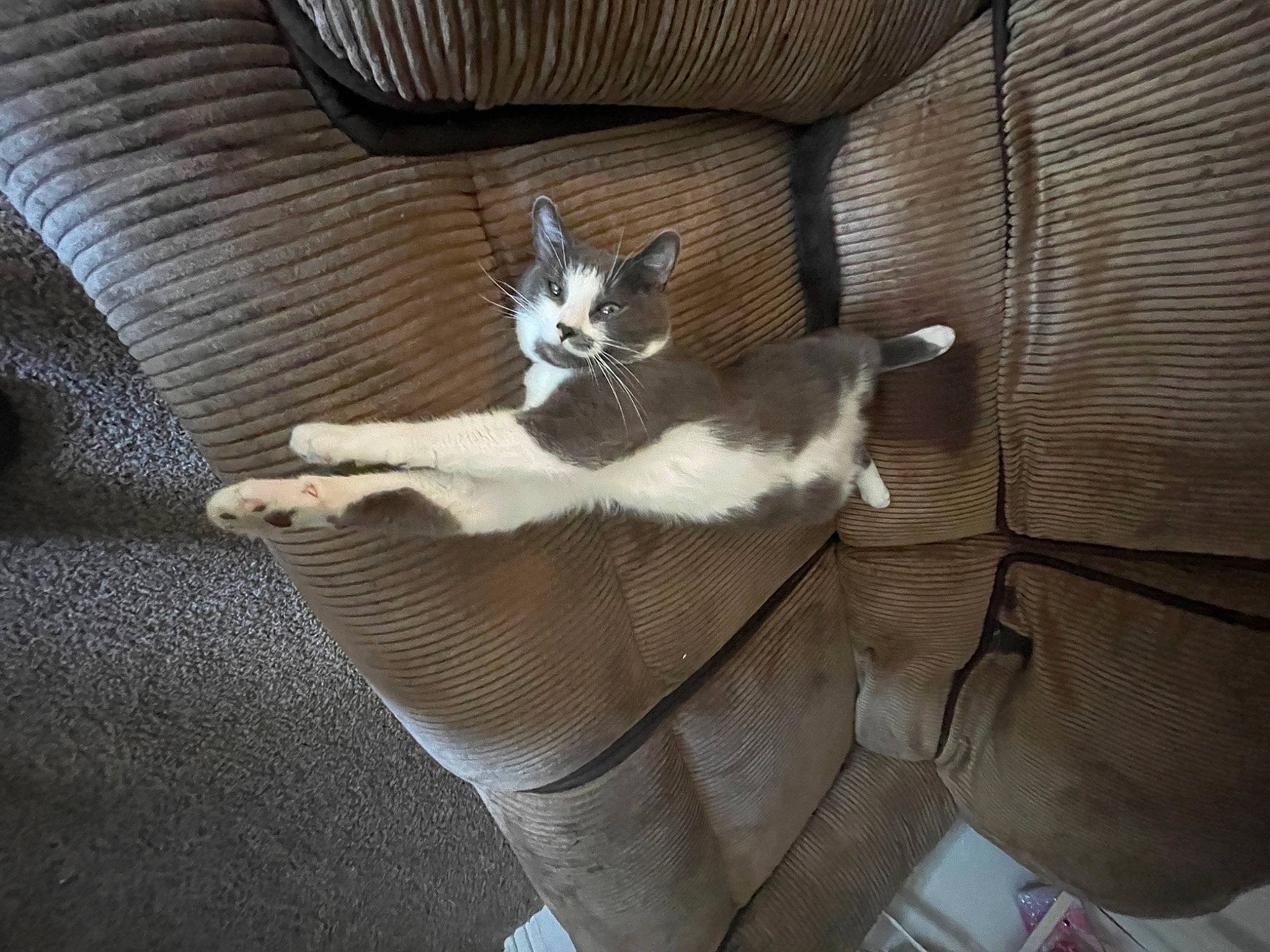 Chowder is registered to the contest to win money with this photo: carnivore, cat, comfort, couch, domestic_short_haired_cat, fawn, felidae, foot, fur, grey, hardwood, human_leg, linens, paw, small_to_medium_sized_cats, tail, textile, whiskers, window, wood