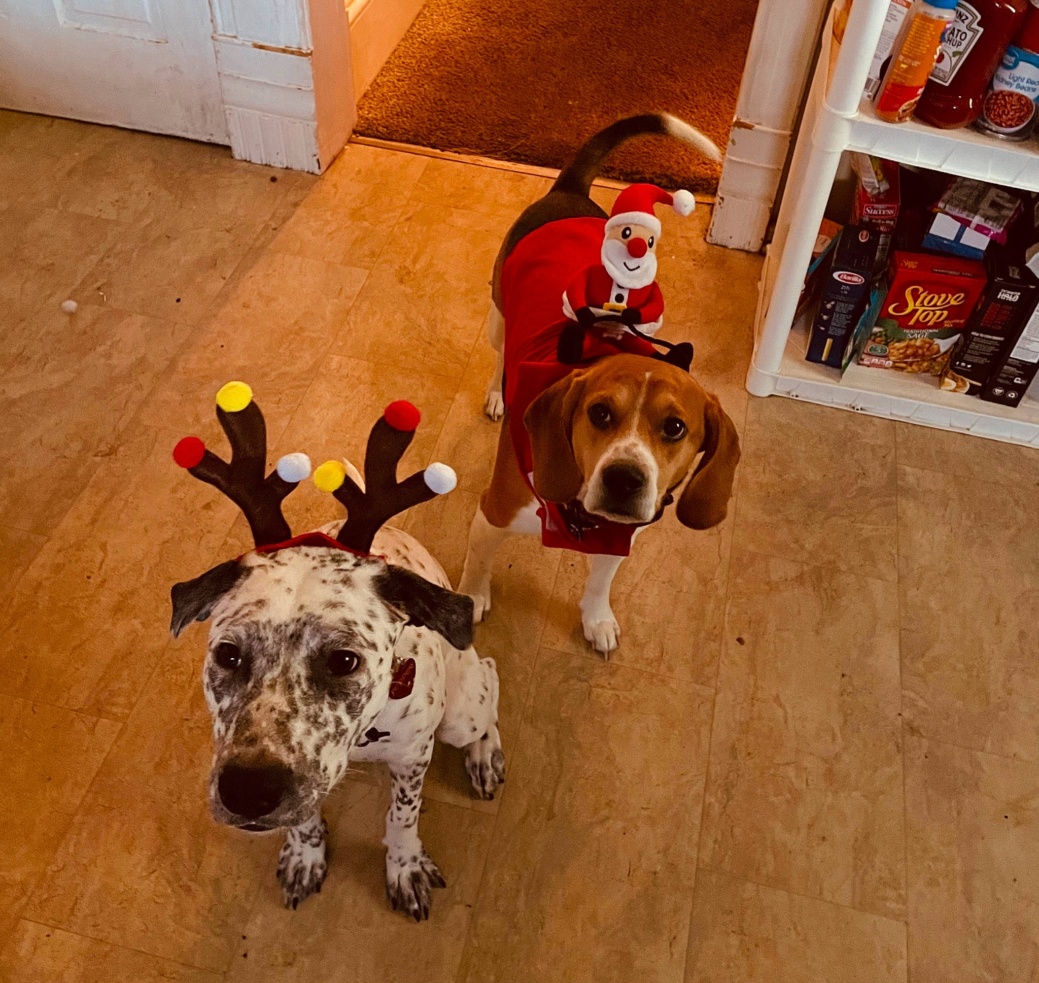 Buster joined the competition — help win amazing prizes! ball, carnivore, collar, companion_dog, dog, dog_breed, dog_collar, dog_supply, fawn, floor, flooring, hardwood, pet_supply, scent_hound, shelf, snout, tail, vertebrate, wood, working_animal