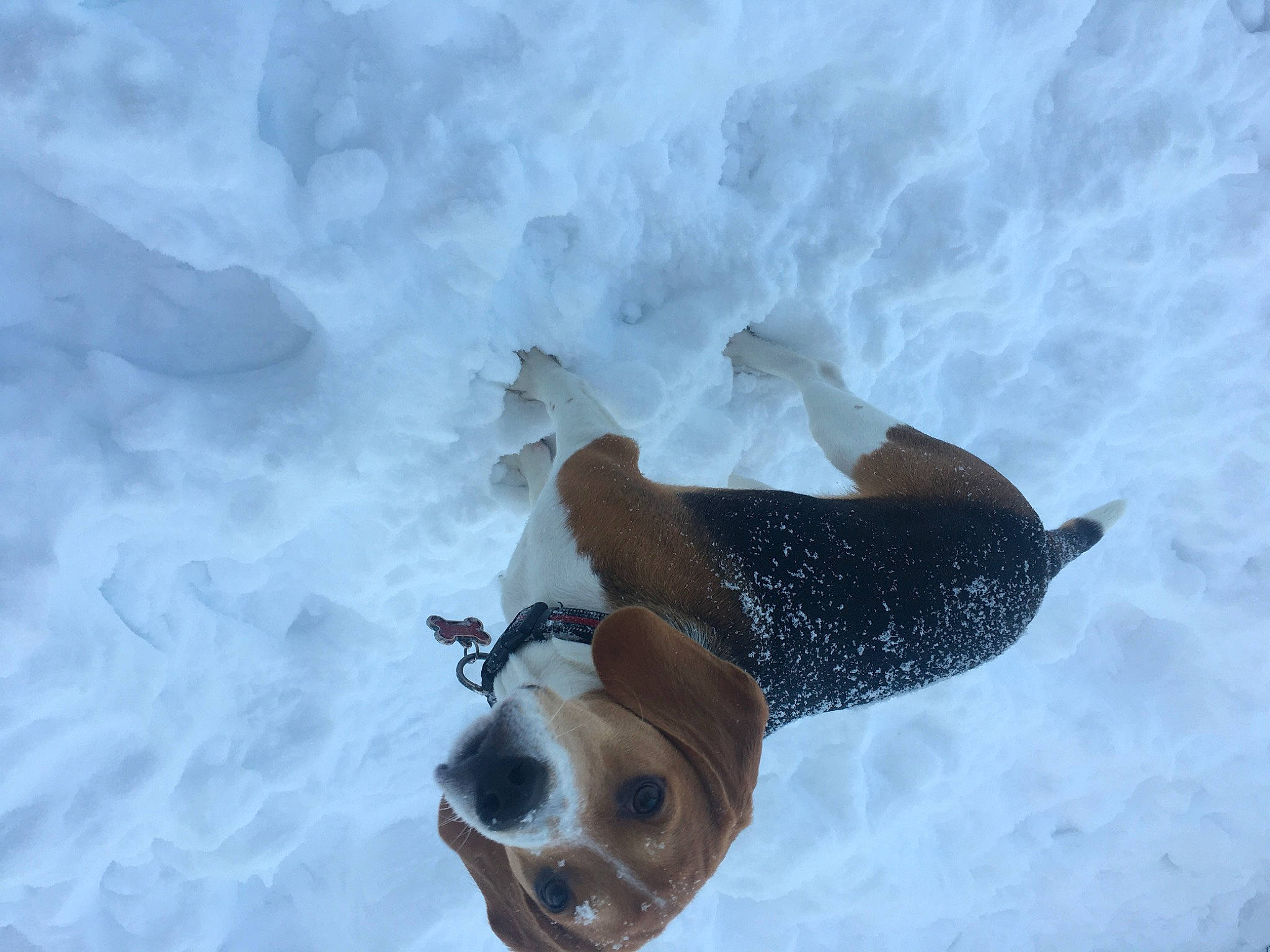 Buster is registered to the contest to win money with this photo: freezing, fun, ice_cap, playing_in_the_snow, recreation, slope, snow, water, winter