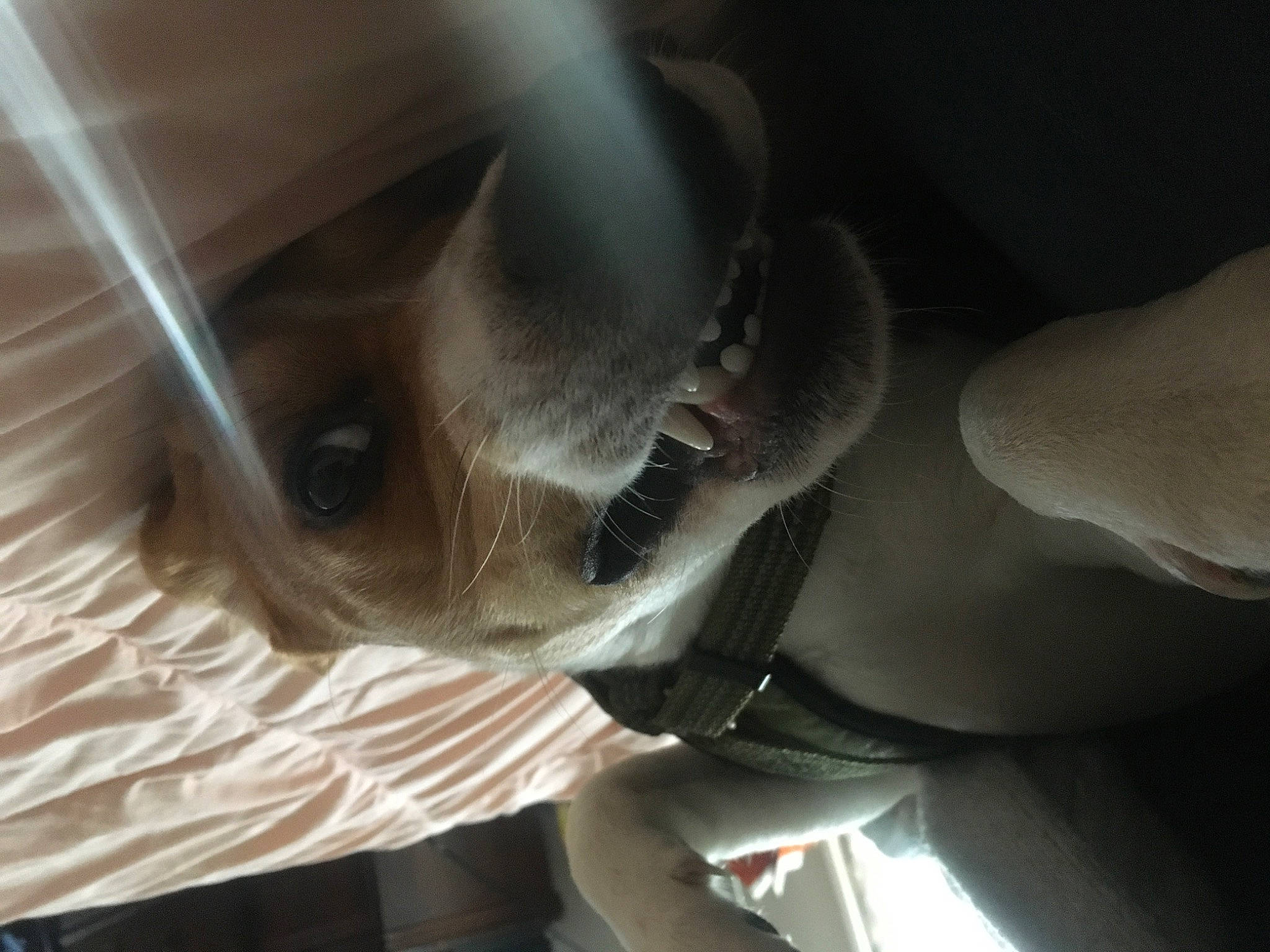 Buster joined the competition — help win amazing prizes! auto_part, automotive_design, chest, comfort, dress, eyebrow, eyewear, felidae, fun, gesture, human_body, human_leg, jaw, leg, petal, sunglasses, tree, vehicle_door