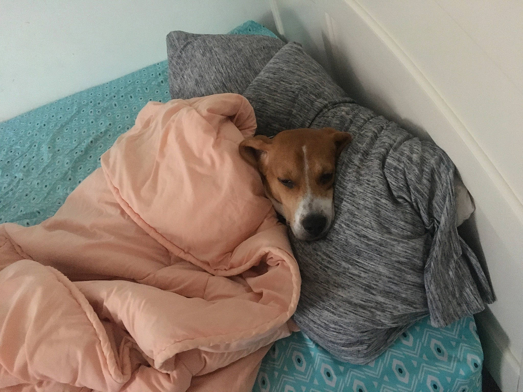 Buster joined the competition — help win amazing prizes! bed, bedding, blanket, canidae, carnivore, comfort, companion_dog, dog, dog_breed, dog_supply, fawn, flooring, fur, linens, nap, room, sporting_group, whiskers, wood, working_animal