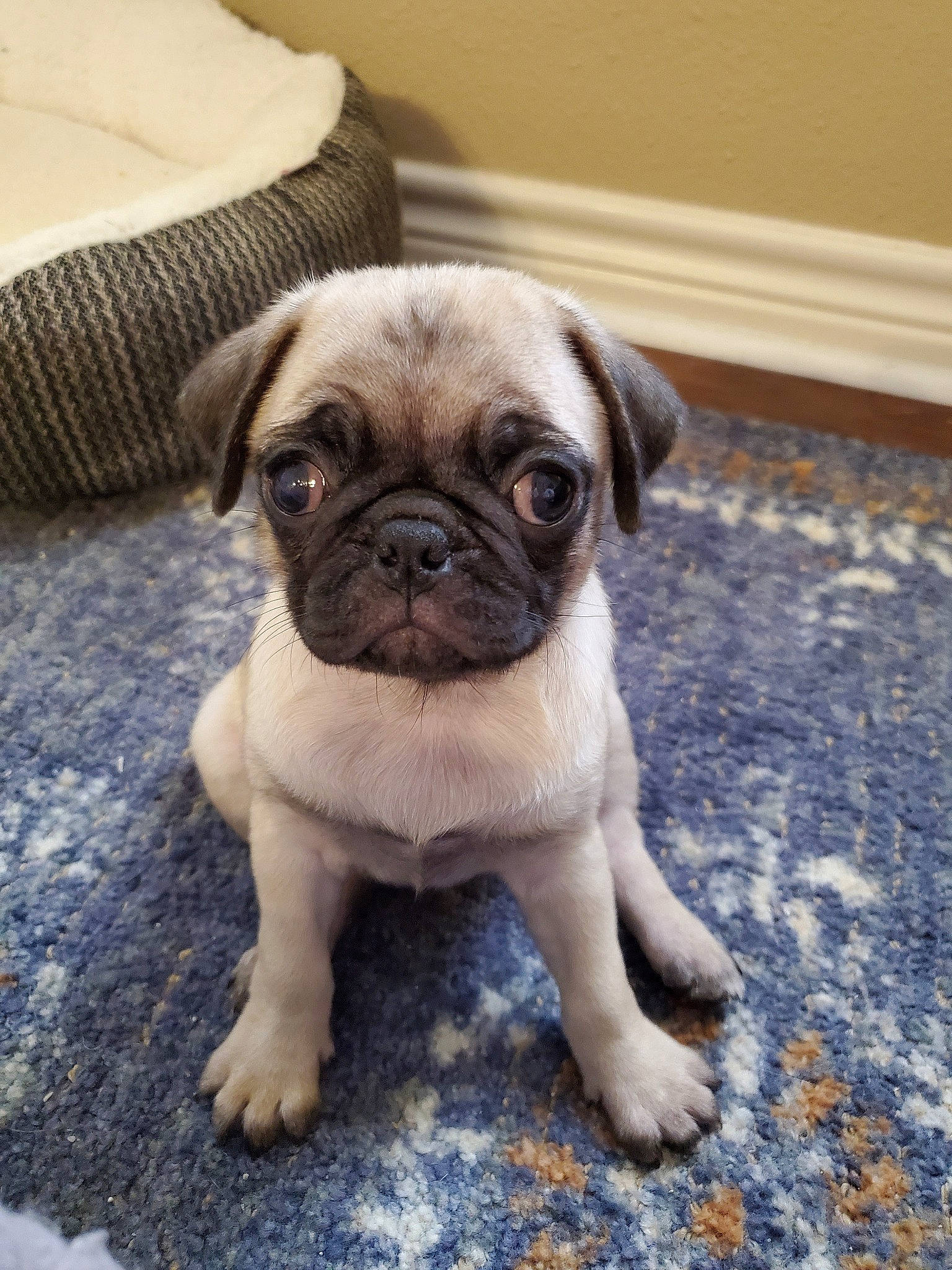 Flora is registered to the contest to win money with this photo: ancient_dog_breeds, canidae, carnivore, companion_dog, dog, dog_breed, fawn, mammal, pug, puggle, puppy, puppy_love, skin, snout, sporting_group, toy_dog, vertebrate, whiskers, wrinkle