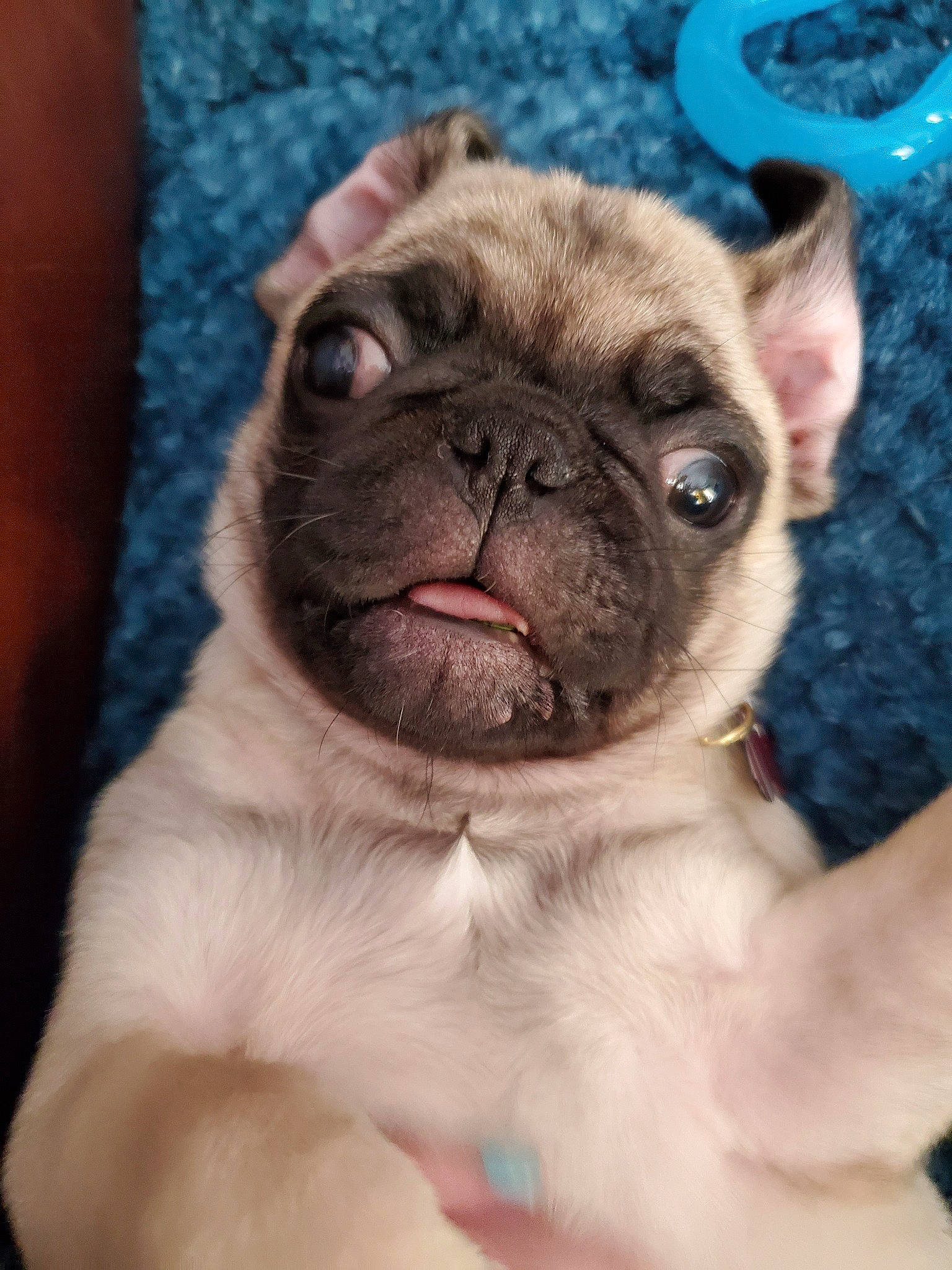 Flora joined the competition — help win amazing prizes! ancient_dog_breeds, canidae, carnivore, companion_dog, dog, dog_breed, eye, fawn, mammal, nose, pug, puppy, puppy_love, skin, snout, toy_bulldog, toy_dog, vertebrate, whiskers, wrinkle