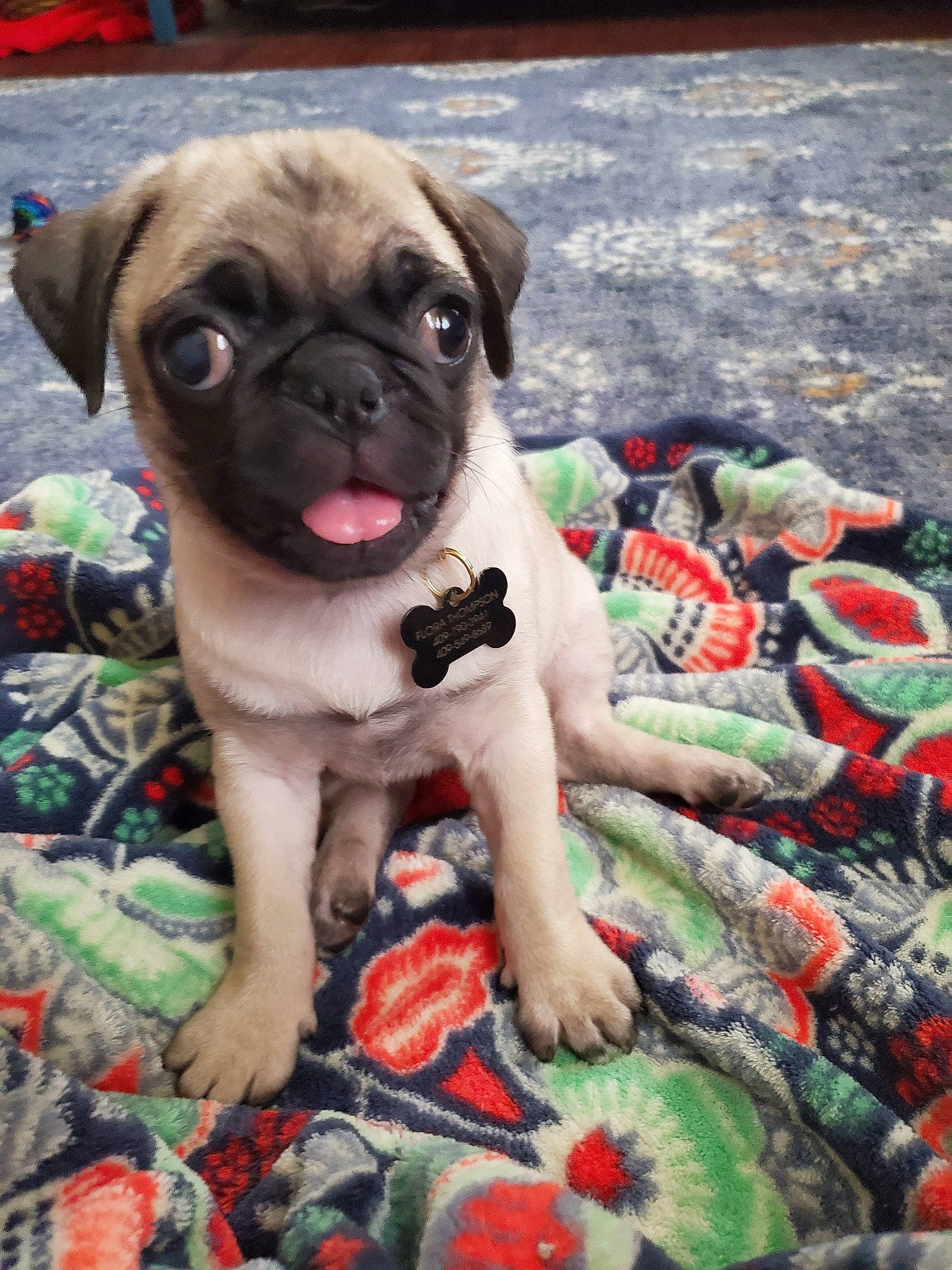 Flora joined the competition — help win amazing prizes! ancient_dog_breeds, canidae, carnivore, companion_dog, dog, dog_breed, fawn, mammal, pug, puggle, puppy, puppy_love, snout, toy_dog