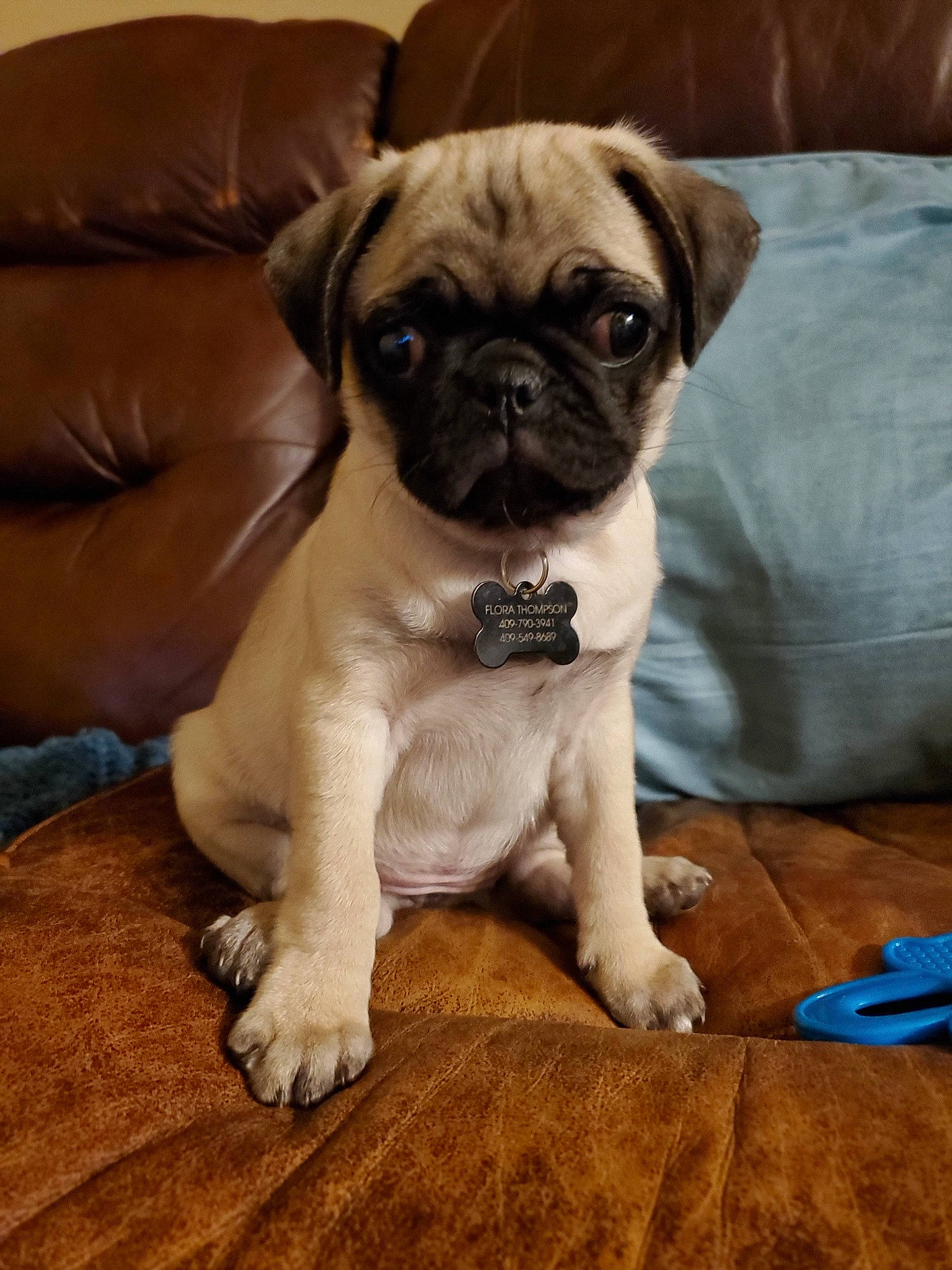 Flora is registered to the contest to win money with this photo: ancient_dog_breeds, canidae, carnivore, companion_dog, dog, dog_breed, fawn, mammal, pug, puggle, puppy, puppy_love, skin, snout, sporting_group, toy_dog, vertebrate, whiskers, wrinkle