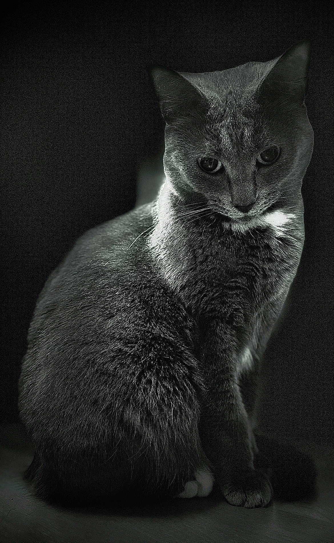 Nellie is registered to the contest to win money with this photo: cat, black_and_white, sitting, fur, portrait, animal, pet, whiskers, ears, dark_background, moody, texture, feline, indoor, close_up, quiet, calm, shadow, light, mysterious
