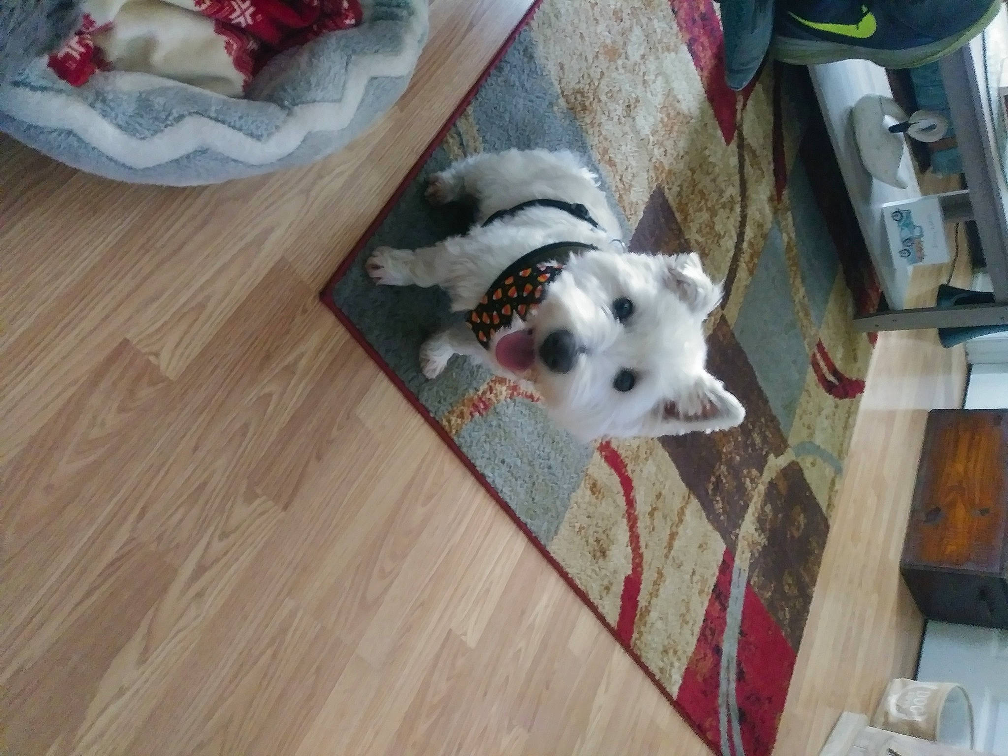 Buddy is registered to the contest to win money with this photo: carmine, carnivore, comfort, companion_dog, dog, dog_breed, felidae, floor, flooring, fur, hardwood, laminate_flooring, pattern, room, tail, toy_dog, wood, wood_flooring, wood_stain, working_animal