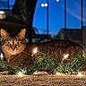 Leila joined the competition — help win amazing prizes! animal, carpet, cat, christmas_lights, cozy, cute, decorations, domestic_animal, feline, festive, garland, greenery, holiday, indoor, night, pet, relaxed, tabby_cat, twinkling_lights, window