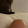 Leila joined the competition — help win amazing prizes! animal, cat, couch, cute, domestic_animal, ears, feline, fur, indoor, mouth_open, person_knee, pet, resting, sitting, striped, tabby_cat, tail, wall, whiskers, yawn