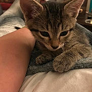 Leila joined the competition — help win amazing prizes! arm, blanket, cat, closeup, couch, cozy, curious, feline, fur, home, indoor, kitten, paw, person, pet, relaxing, resting, soft, tabby, warm_lighting