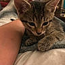 arm, blanket, cat, closeup, couch, cozy, curious, feline, fur, home, indoor, kitten, paw, person, pet, relaxing, resting, soft, tabby, warm_lighting