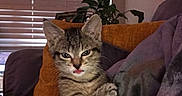 Leila joined the competition — help win amazing prizes! blanket, cat, cozy, curious, cushion, cute, ears, feline, fur, home, indoor, kitten, paw, pet, plant, relaxed, small, tabby, tongue, whiskers
