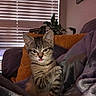 blanket, cat, cozy, curious, cushion, cute, ears, feline, fur, home, indoor, kitten, paw, pet, plant, relaxed, small, tabby, tongue, whiskers