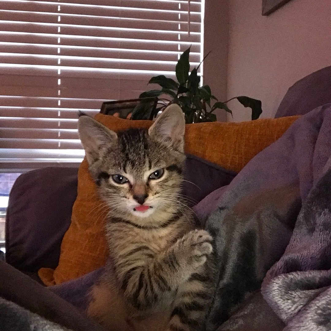 Leila