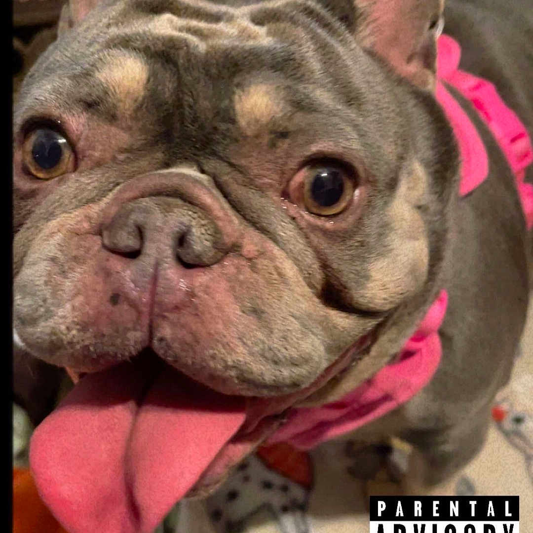 Roxy joined the competition — help win amazing prizes! animal, bodypart, bostonbull, boxer, bulldog, canine, dog, face, frenchbulldog, head, mouth, person, pet, pitbull, puppy, snout, tongue