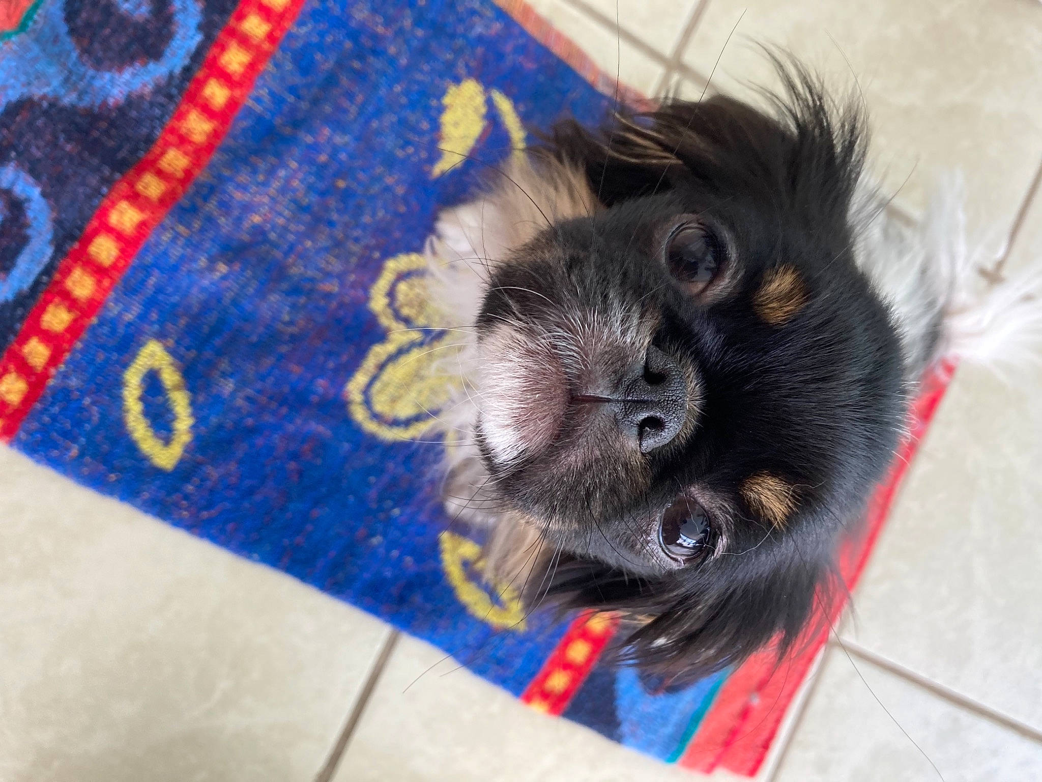 Buddy is registered to the contest to win money with this photo: canidae, carnivore, claw, companion_dog, dog_breed, electric_blue, fawn, felidae, fiber, fur, liver, pattern, paw, pet_supply, sleeve, snout, sporting_group, toy, whiskers, working_animal