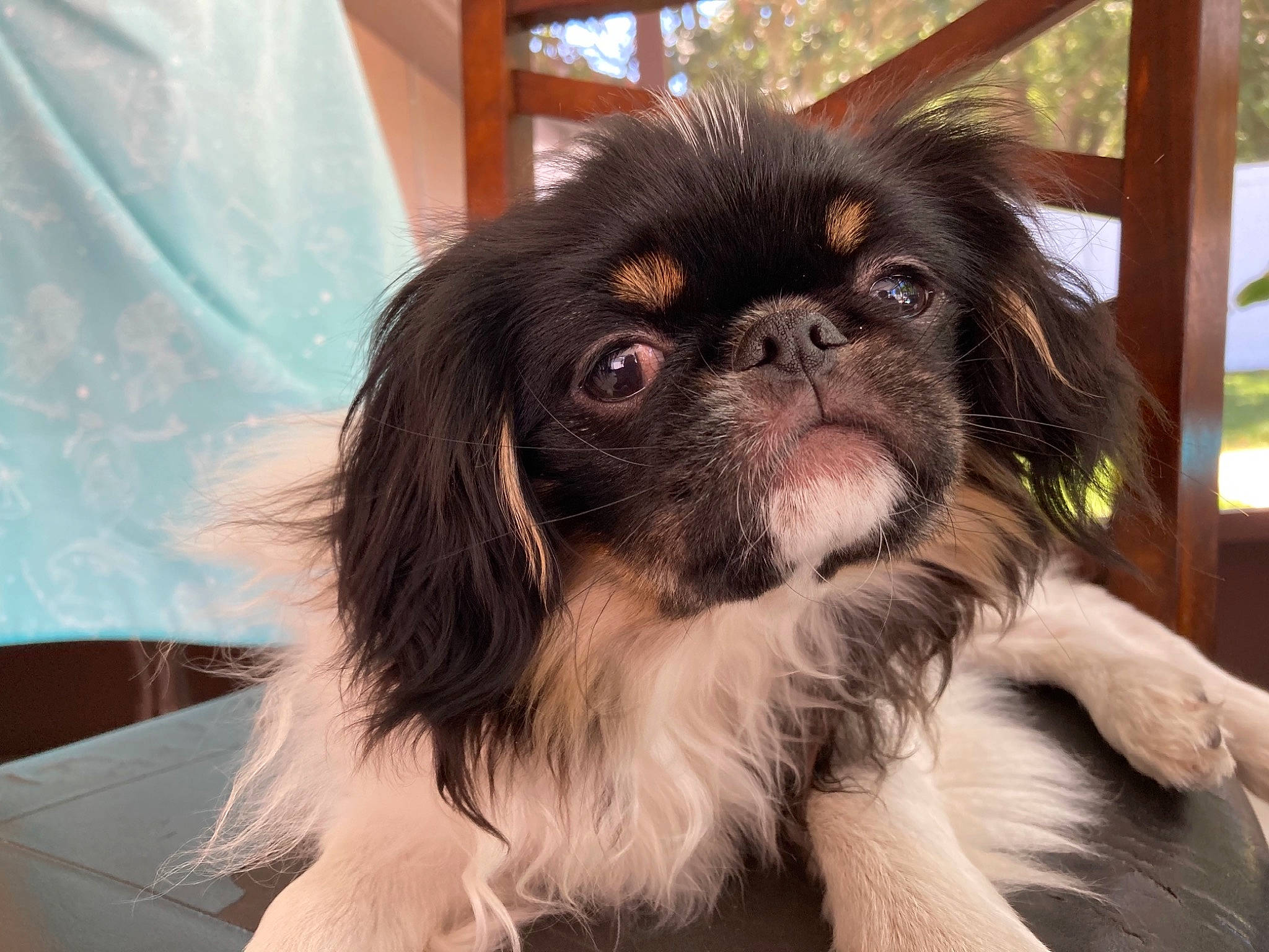 Buddy is registered to the contest to win money with this photo: canidae, carnivore, companion_dog, dog, dog_breed, dog_supply, fawn, fur, japanese_chin, liver, pekingese, puppy, snout, spaniel, sporting_group, terrestrial_animal, tibetan_spaniel, toy_dog, whiskers, working_animal