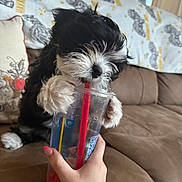 Jazzy joined the competition — help win amazing prizes! animal, black_and_white, blanket, closeup, couch, curious, cute, dog, domestic, drinking, fluffy, furniture, hand, home, indoor, pet, plastic_cup, puppy, red_straw, small_dog