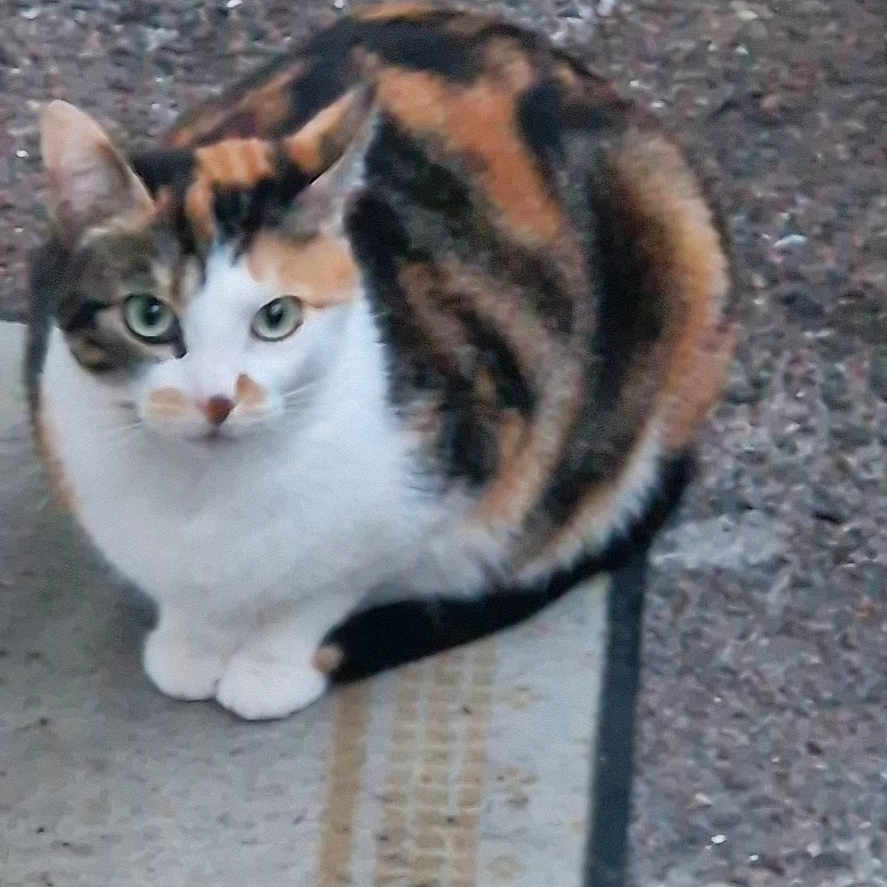 Lili