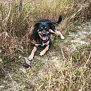 Pixie participe au concours pour gagner de l'argent avec cette photo : animal, black_dog, canine, collar, dog, dry_grass, field, grass, happy, nature, outdoor, panting, pet, playful, resting, summer, sunlight, tan_dog, tongue_out, weeds