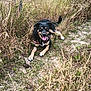 animal, black_dog, canine, collar, dog, dry_grass, field, grass, happy, nature, outdoor, panting, pet, playful, resting, summer, sunlight, tan_dog, tongue_out, weeds