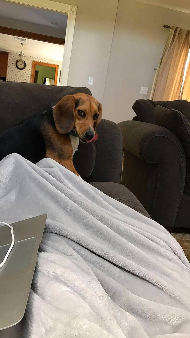 Jessie is registered to the contest to win money with this photo: beagador, beagle, bed, canidae, carnivore, comfort, companion_dog, couch, dog, dog_breed, furniture, puppy, room, slipcover